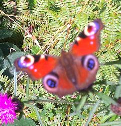 Peacock butterfly