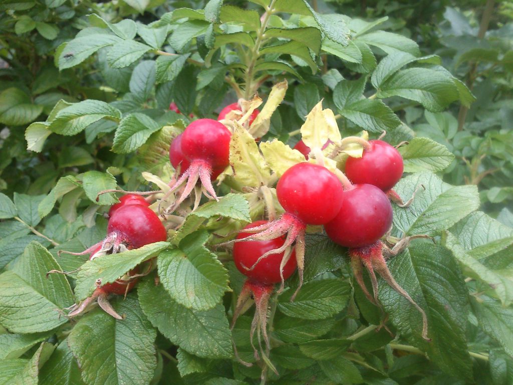 Rosehips