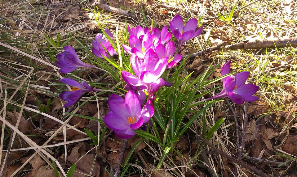 Crocuses opened to the sunlight