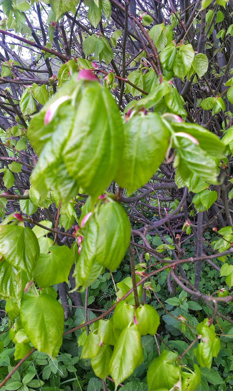 Lush beech leaves