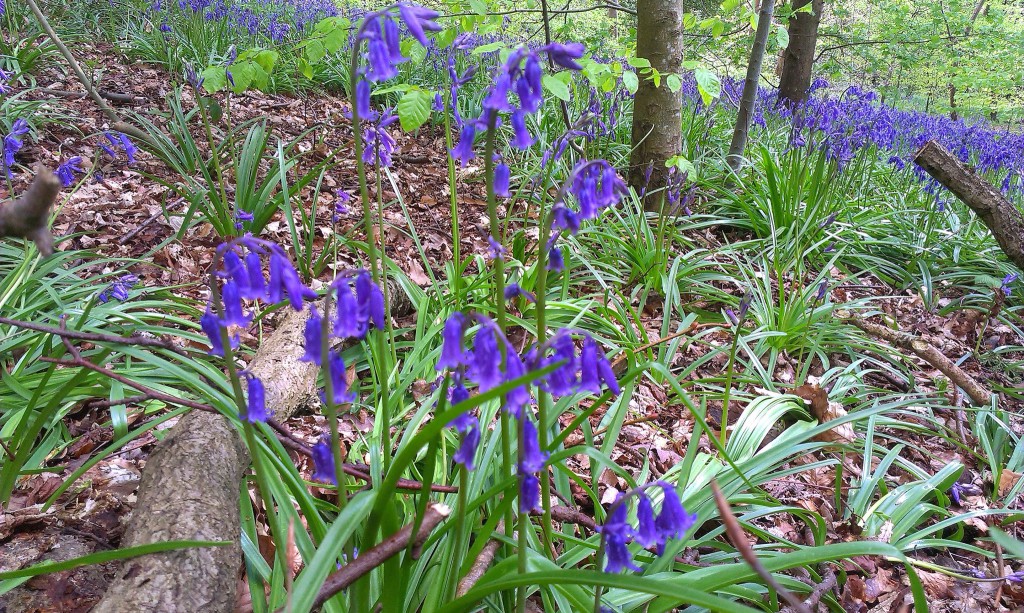 Bluebells