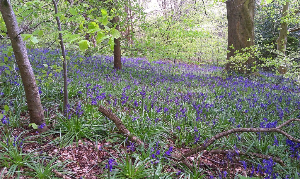 Bluebells carpet