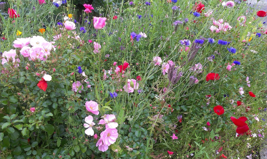 Colourful flower bed near Glasgow University