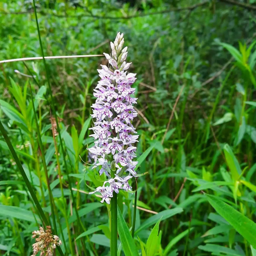 Orchid